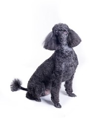 Dog on white background, taken in a studio.