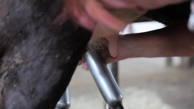 milking black cows close up.