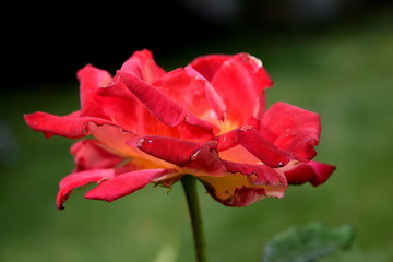 rote Rose im Garten