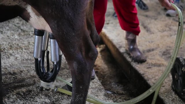 milking black cows close up.