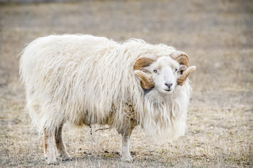 Horny ram