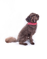Dog on white background, taken in a studio.