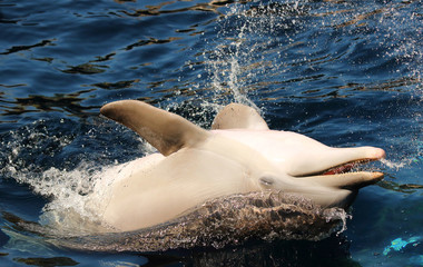 Cheerful Dolphin playing in ocean waves . Funny and friendly animal. Greeting from tropical paradise. 