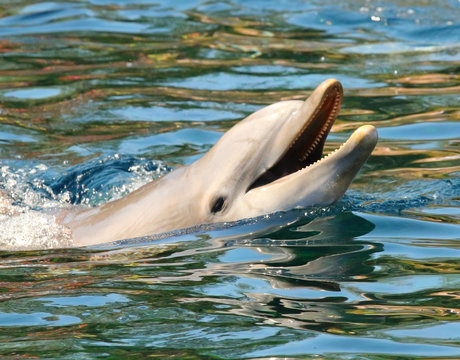 Dolphin smiling. Funny and friendly animal. Greeting from tropical paradise. 