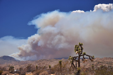 A wildfire rages in the high desert near the towns of Yucca Valley and Joshua Tree in southern California.