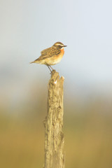 stiaccino (Saxicola rubetra) su palo