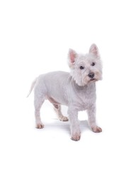 Dog on white background, taken in a studio.