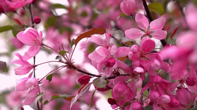 Sensitive blooming background in slow motion with pink apple flowers close up on the wind. Delicate natural texture in springtime. Shallow dof. Full HD footage 1920x1080.
