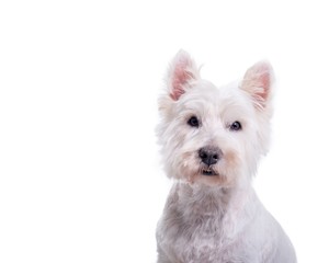 Dog on white background, taken in a studio.