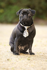 Mops