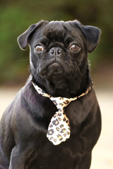 Mops
