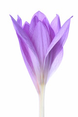 Colchicum flowers isolated on white background background