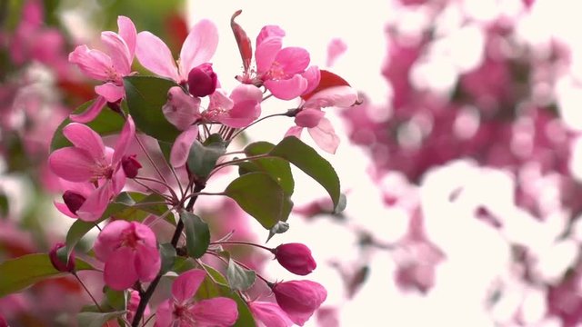Silken natural background of pink apple flowers on the wind in soft pastel colors. Slow motion. Cinematic spring texture. Stylish decorative template for your design. Full HD footage 1920x1080.
