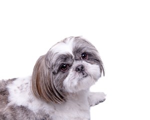 Dog on white background, taken in a studio.