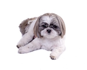 Dog on white background, taken in a studio.