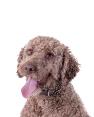 Dog on white background, taken in a studio.