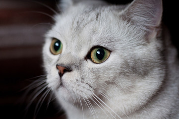 Cat British Shorthair breed