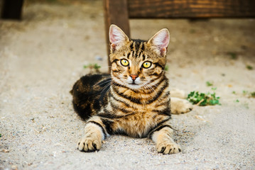 Homeless cat with leopard coloring on the grass