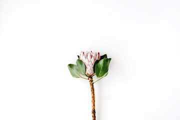 proteus flower on white background. flat lay, top view