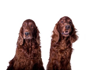 Dog on white background, taken in a studio.