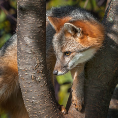 Grey Fox (Urocyon cinereoargenteus) Close Up in Tree