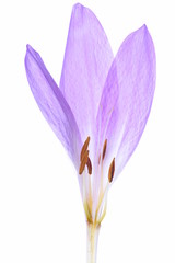 Colchicum flowers isolated on white background background