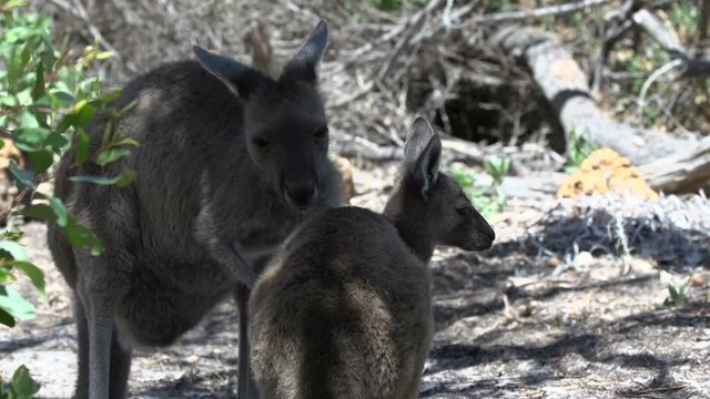 Mother kangaroo cleaning her baby in Cape Le Grand National Park
