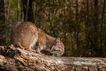 Bobcat (Lynx rufus) Sniffs at Log
