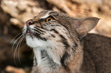 Obraz na płótnie Canvas Bobcat (Lynx rufus) Looks Up Close Up