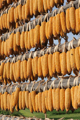 Corn cobs drying on fresh air.