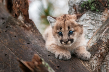 Female Cougar Kitten (Puma concolor) in Crook of Tree