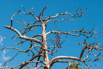 A dry tree.