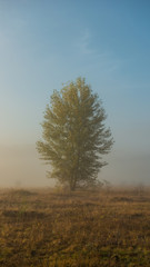 Obraz na płótnie Canvas autumn tree on the meadow in a fog sunny day
