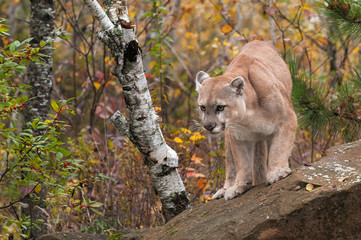 Fototapeta premium Adult Male Cougar (Puma concolor) Looks Out from Rock