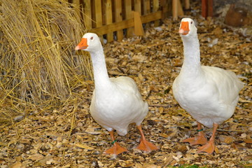 white geese