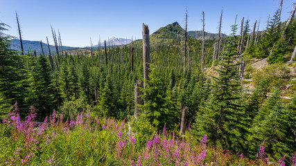 Pink fireweed in the forest. Rebirth of  the young forest. Bare trunks of burned trees. Mount St Helens National Park, East Part, South Cascades in Washington State, USA