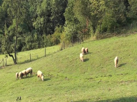 A group of sheep gazing, walking and resting on a green pasture. Idyllic picture of sheep which graze on green meadow. Serbia organic farm
