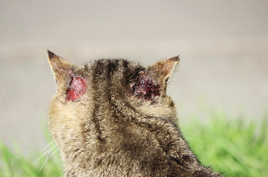 hardened homeless cat reed color with injuries to the ear and scabies otoacariasis typical scratching behind the ears.
