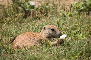 Prairie Dog Smelling A Flower in Badlands National Park South Dakota