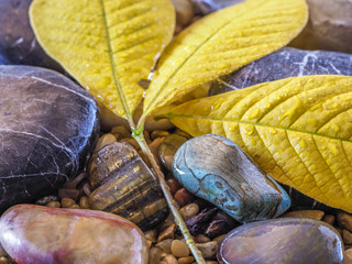 Autumn leaves on rocks