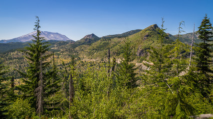 Bare trunks of burned trees. Rebirth of  the young forest. Amazing landscape near Mount St Helens National Park, East Part, South Cascades in Washington State, USA