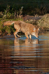 Coyote (Canis latrans) Dips Into Water