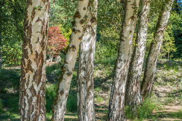 Birch Trees Closeup