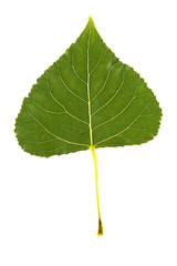Green leaf of a plant with bright veins