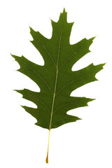 Green oak leaf with bright veins