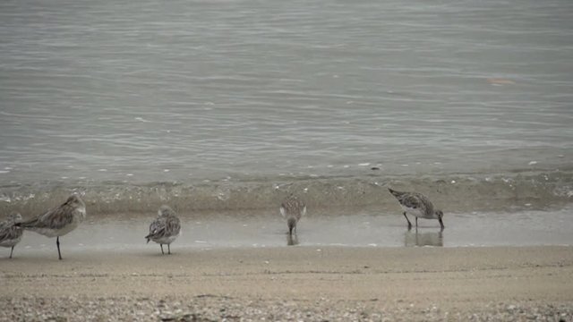 Curlew Sandpiper birds at the coast in slow motion in Cairns Queensland, Australia,