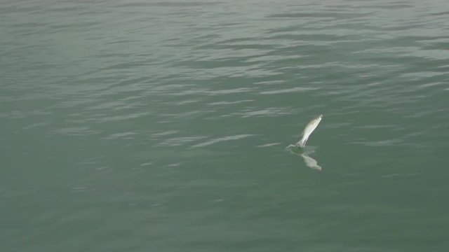 Sardine jumping out of the water in slow motion in Kalbarri, Western Australia