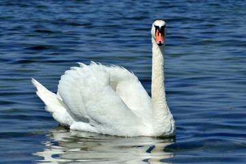 White mute Swan, lat. Cygnus olor, closeup