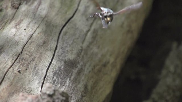 Big insect flying away in slow motion