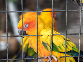 colorful parrot bird sleeping